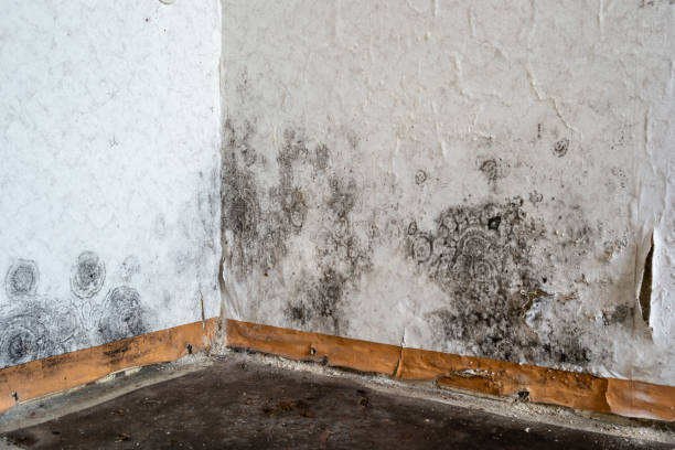 Water Damage Restoration in Arvada, CO